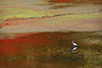 A bird in the Danube marsh, across Zemun (Photo: Josip Šarić)